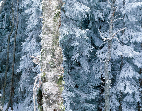 Gran, Picea abies, och vrtbjrk, Betula pendula, med frost.