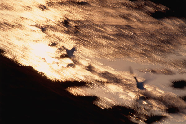 Sngsvan(Cygnus cygnus) lyfter frn vattnet.