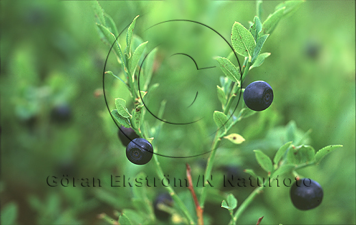 Blåbär  (Vaccinium myrtillus)