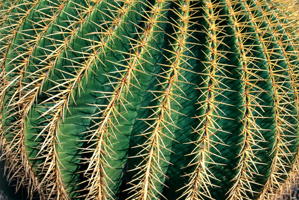 Kaktus.