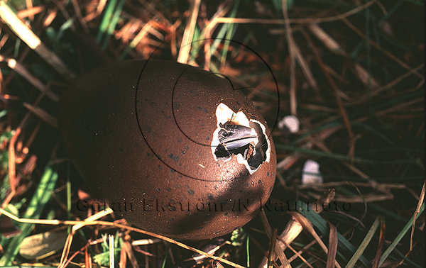 Ägg av storlom kläcks  (Gavia arctica)