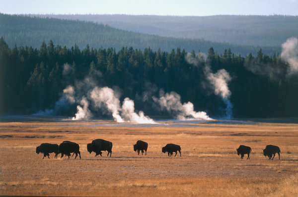 Bisonhjord (Bison bison)