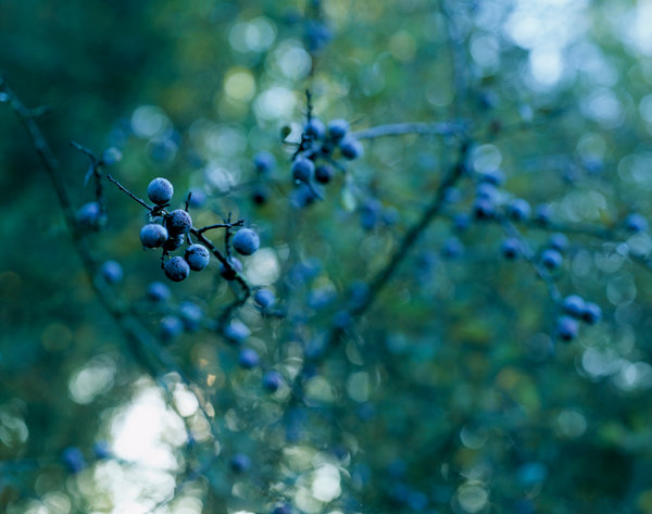 Slnbr, Prunus spinosa.