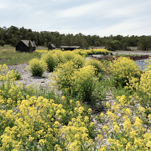 Blommor