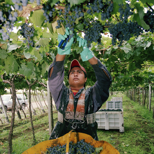 Zuccardi