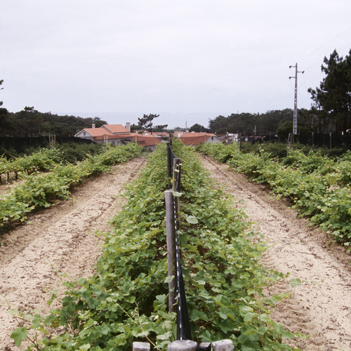 Vineyards