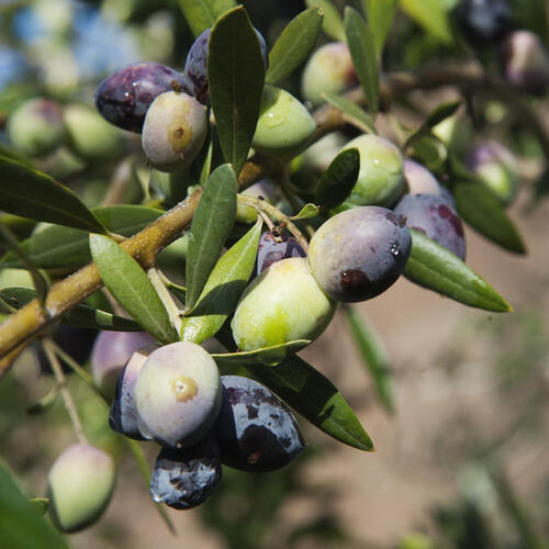 Olive oil production