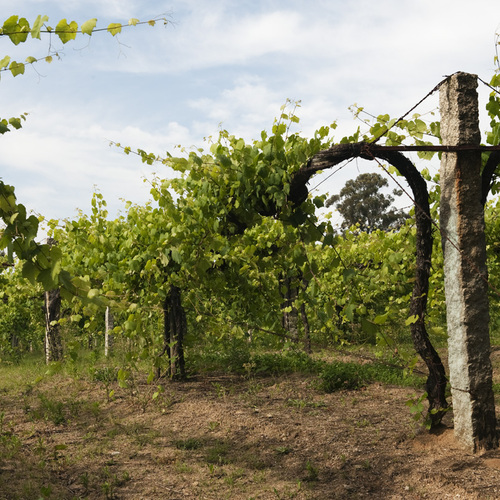 Vinho Verde