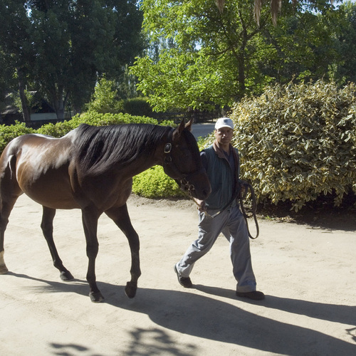 Haras de Pirque