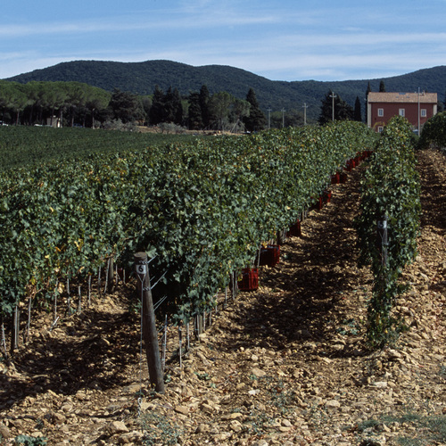 Tenuta di Bisserno