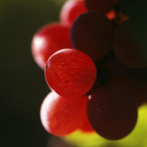 Grapes