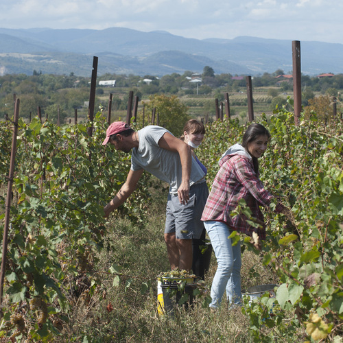 Kakheti harvest