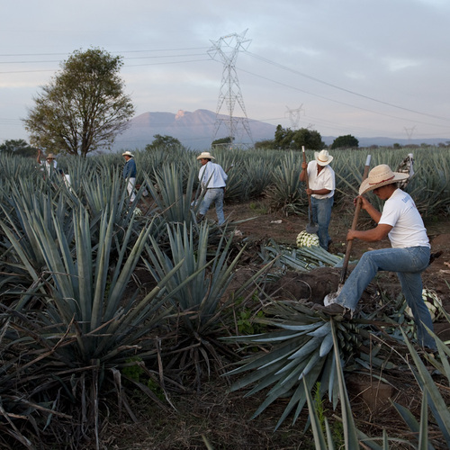 Agave harvest