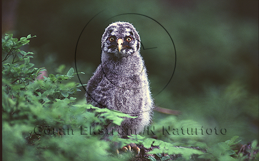 Lappuggla  (Strix nebulosa)