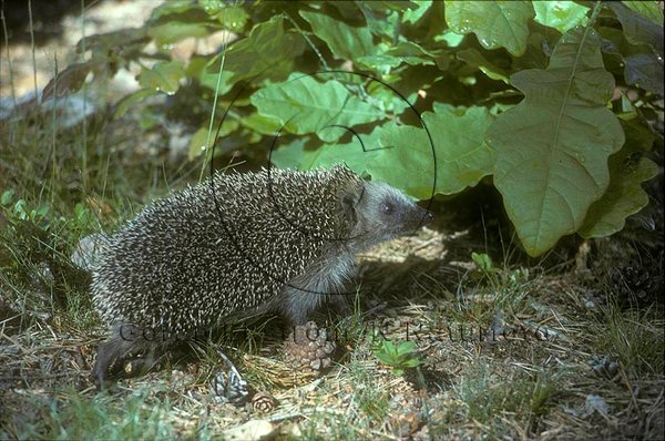 Igelkott  (Erinaceus europaeus)