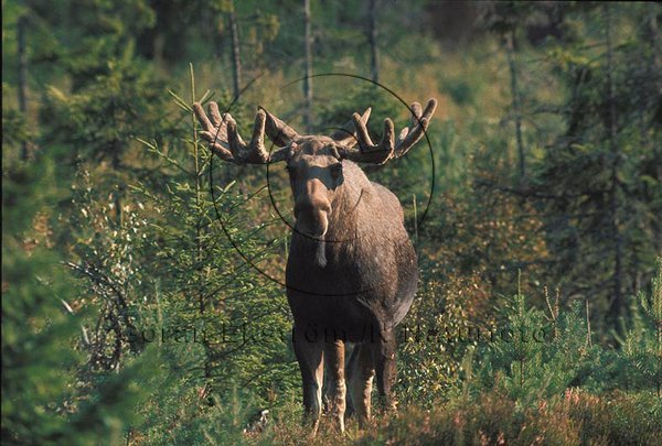 �lg  (Alces alces)