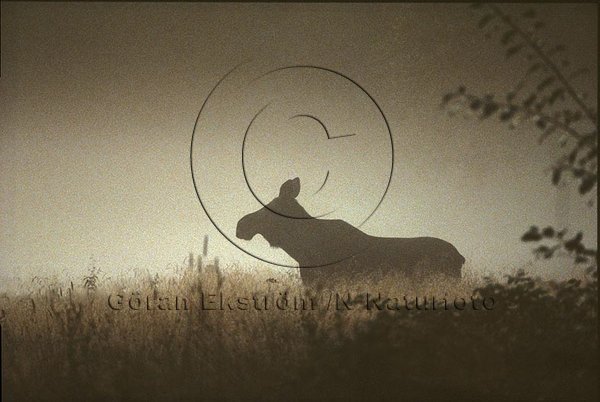 �lg  (Alces alces)