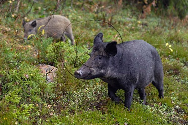 Vildsvin  (Sus scrofa)