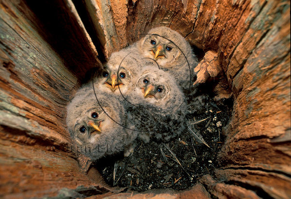 Slaguggla  (Strix uralensis)