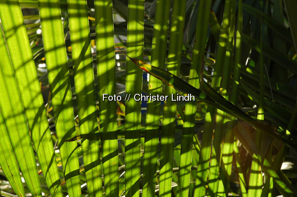 Green leaves