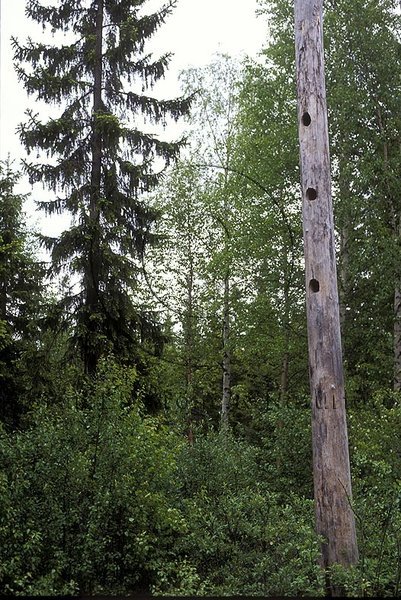 Torrstubbe