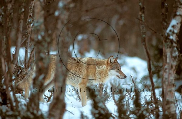 Varg  (Canis lupus)