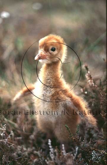 Trana   (Grus grus)