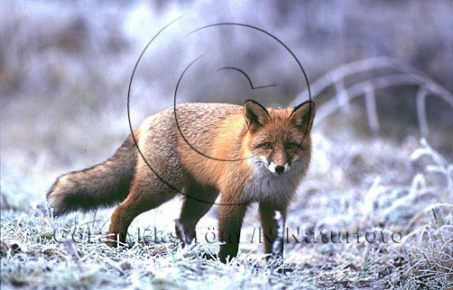 R�v  (Vulpes vulpes)