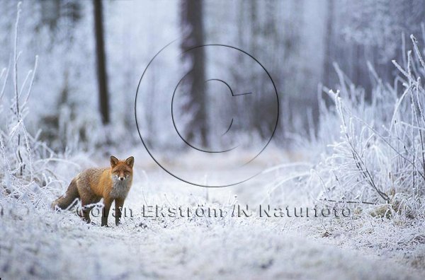 R�v  (Vulpes vulpes)