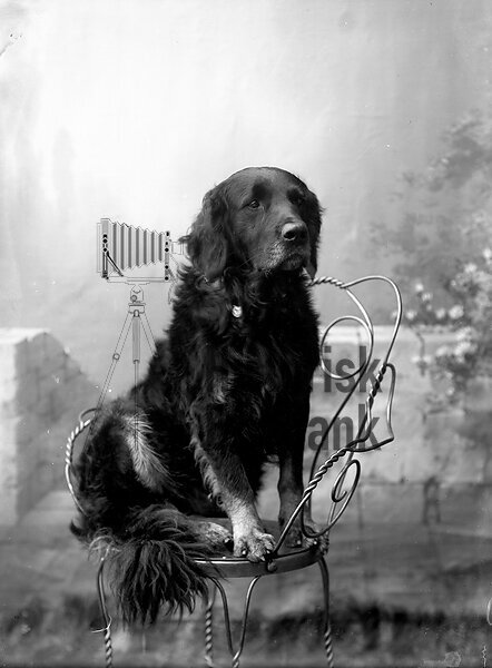 NILSSON, HUNDEN BISMARK