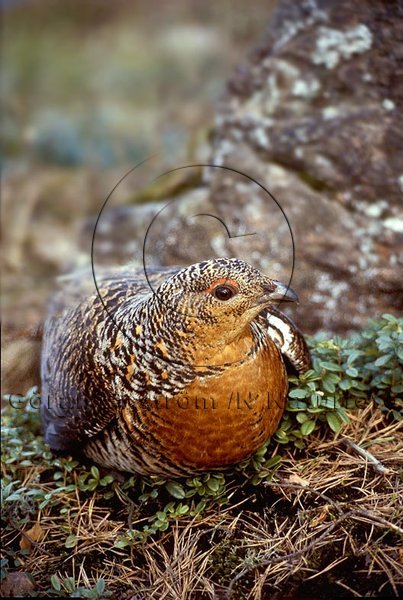 Tj�der   (Tetrao urogallus)