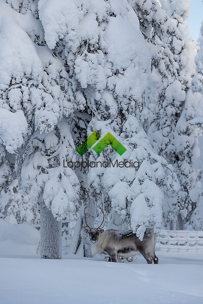 Renar i midvinterskog, Lappland :Reindeers in midwinter forest, Swedish Lapland