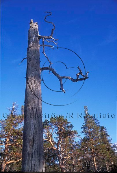 Torrstubbe