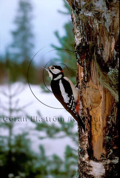 St�rre hackspett  (Dendrocopos major)
