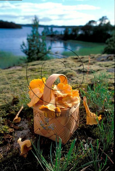 Kantareller   (Cantharellus cibarius)