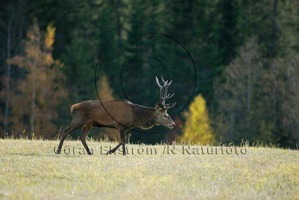 Kronhjort    (Cervus elaphus)