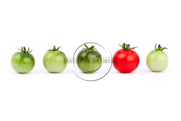 Tomater p rad