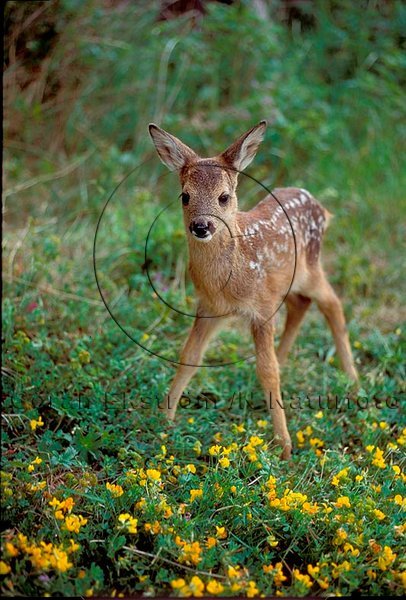 R�djur  (Capreolus capreolus)