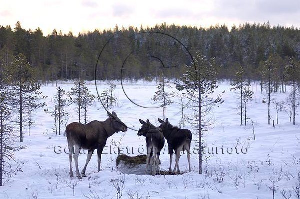 �lg  (Alces alces)