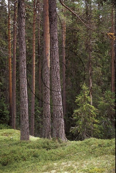 Skog