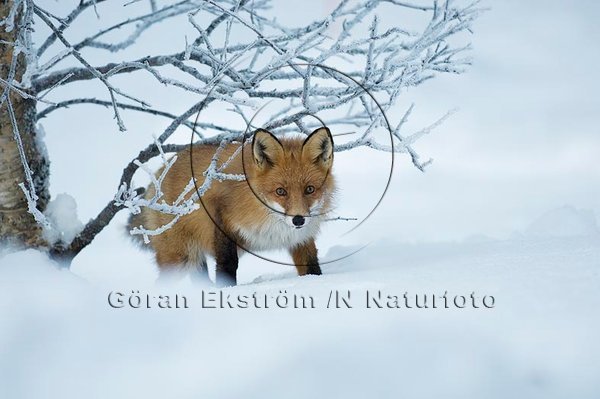 R�v  (Vulpes vulpes)
