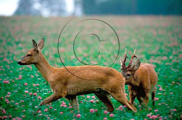 R�djur  (Capreolus capreolus)