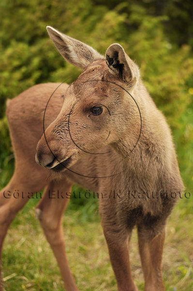 �lg  (Alces alces)