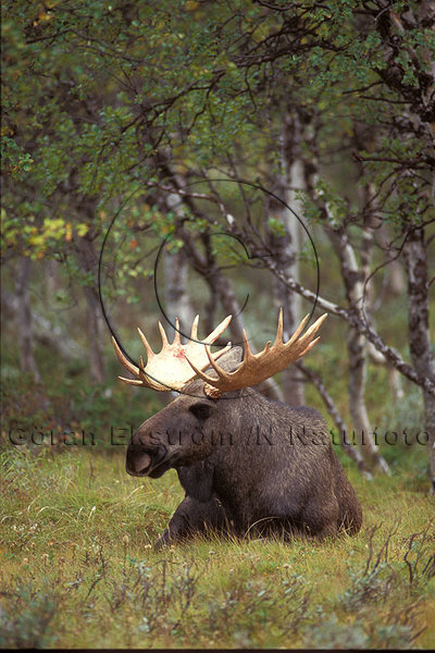 �lg  (Alces alces)