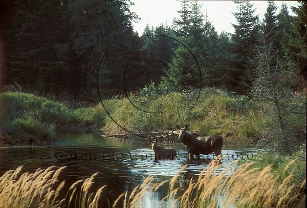 �lg  (Alces alces)