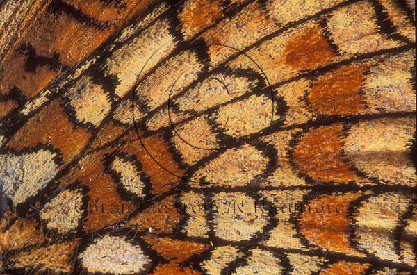 N�tfj�ril    (Melitaea athalia)