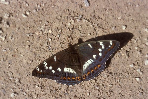Aspfj�ril   (Limenitis populi)
