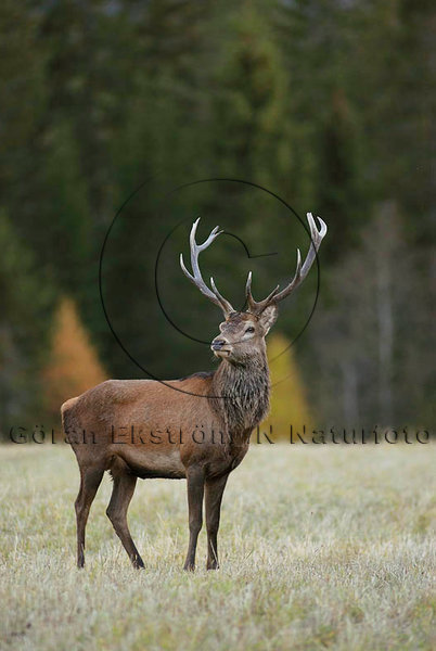 Kronhjort    (Cervus elaphus)