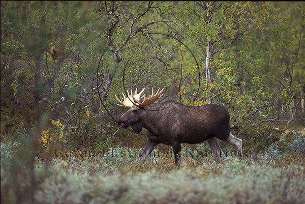 �lg  (Alces alces)