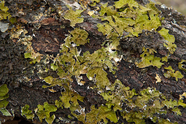 Lunglav   (Lobaria pulmonaria)